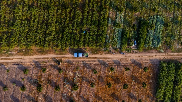 Aerial View Workers Harvesting Organic Vegetables Baskets Morning Farmers Loading — Zdjęcie stockowe