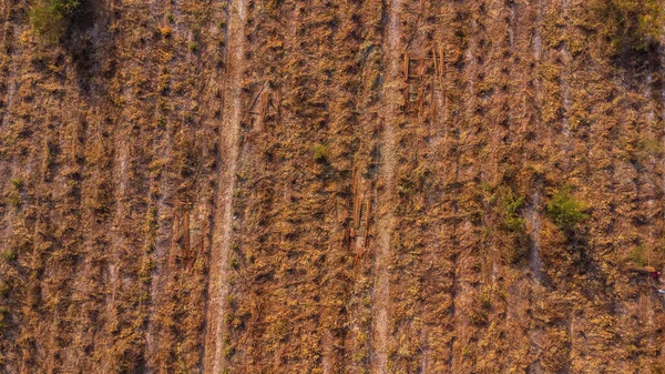 Aerial View Plantation Eucalyptus Trees Being Harvested Wood Chipping Top — Zdjęcie stockowe