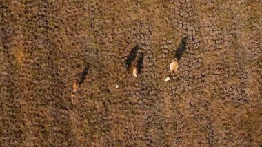 Aerial view of a group of cows in rural fields after harvest in the morning. Farmland after the harvest season with herds of cows eating straw.