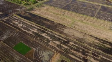 Aerial view of farmer in red tractor preparing land for rice planting with birds flying around. Farmer working in rice field by tractor. Large agricultural industry landscape.