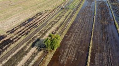 Aerial view of farmer in red tractor preparing land for rice planting with birds flying around. Farmer working in rice field by tractor. Large agricultural industry landscape.