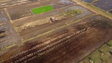 Aerial view of farmer in red tractor preparing land for rice planting with birds flying around. Farmer working in rice field by tractor. Large agricultural industry landscape.