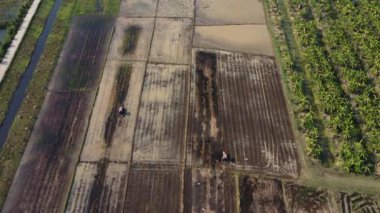 Aerial view of farmer in red tractor preparing land for rice planting with birds flying around. Farmer working in rice field by tractor. Large agricultural industry landscape.