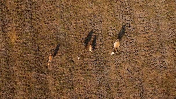 Aerial View Group Cows Rural Fields Harvest Morning Farmland Harvest — Vídeos de Stock