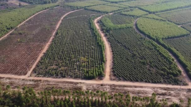 Aerial View Plantation Eucalyptus Trees Being Harvested Wood Chipping Top — 图库视频影像