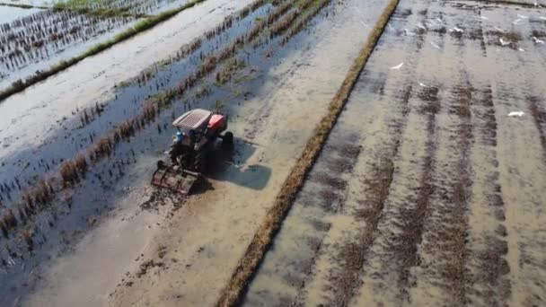 Aerial View Farmer Red Tractor Preparing Land Rice Planting Birds — Vídeos de Stock