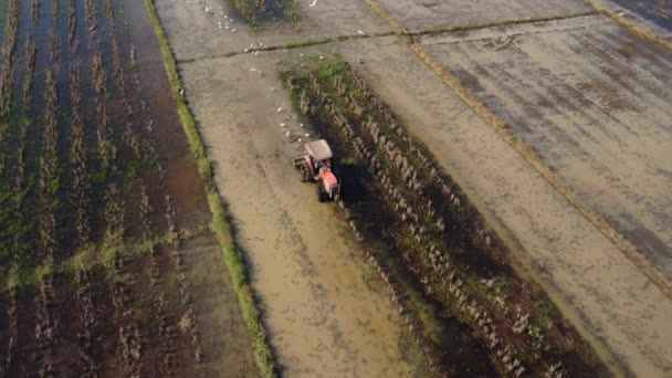 Вид Воздуха Фермера Красном Тракторе Готовящего Землю Посадки Риса Летающими — стоковое видео