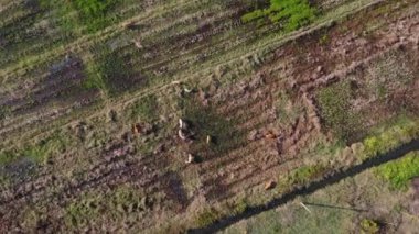 Aerial view of a group of cows in the rural meadow in the morning. Field after harvest or pasture with herds of cows eating straw.