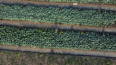 Aerial view of fields and agricultural parcels. Agricultural landscape: rows of plants growing in vast fields with dark fertile soil leading to the horizon.