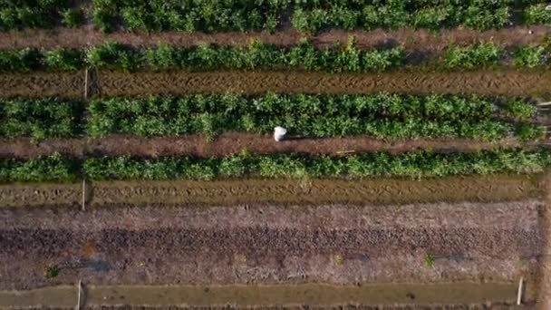 Luftaufnahme Von Feldern Und Landwirtschaftlichen Parzellen Agrarlandschaft Reihenweise Pflanzen Wachsen — Stockvideo