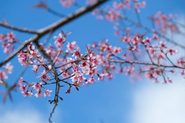 Nang Phaya Suea Krong flower or Sakura of Thailand, beautiful pink blossom on sky background. Prunus Cerasoides Flowers or Nang Phaya Sua Krong flowers are blooming in the garden.