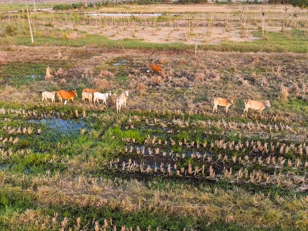 Aerial view of a group of cows in rural fields after harvest in the morning. Farmland after the harvest season with herds of cows eating straw.