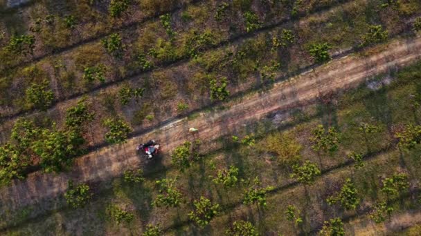 Aerial View Farmer Spraying Green Vegetables Field Herbicides Pesticides Farmers — Wideo stockowe
