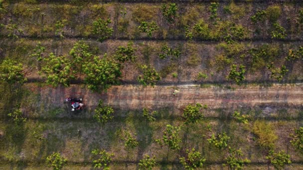 Aerial View Farmer Spraying Green Vegetables Field Herbicides Pesticides Farmers — Vídeos de Stock