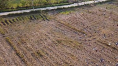 Drone aerial view of birds flying on meadow in summer sunset with a shining sun over field. Sunset with flying birds over the field. Environment concept.