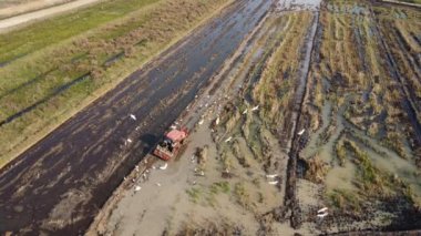 Aerial view of farmer in red tractor preparing land for rice planting with birds flying around. Farmer working in rice field by tractor. Large agricultural industry landscape.