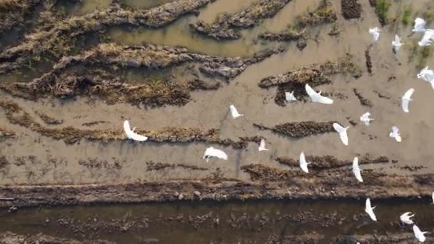 Drone Luchtzicht Vogels Vliegen Weide Zomer Zonsondergang Met Een Stralende — Stockvideo