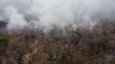 Aerial drone view of a wildfire burning through a forest area, fills the sky with dark smoke in the woods near the edge of the highway. Burning Forest. Air pollution concept