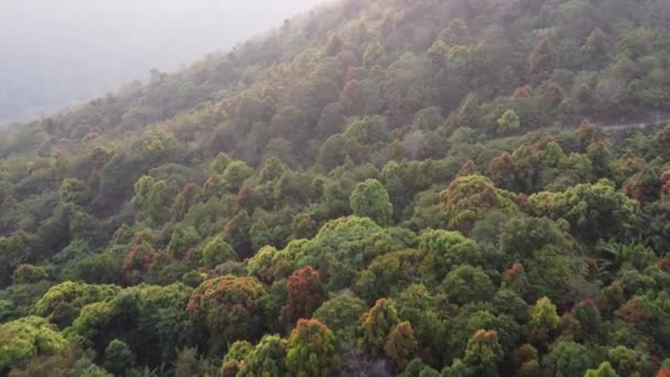 Вид Воздуха Лето Лесу Горы Покрыты Туманом Горящих Лесов Области — стоковое видео