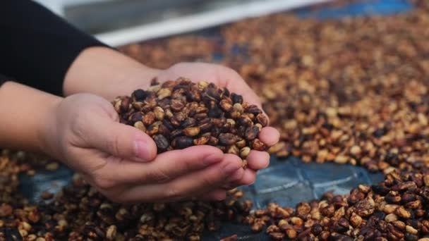 Drying Coffee Beans Sunlight Natural Drying Coffee Beans Honey Process — Stock Video