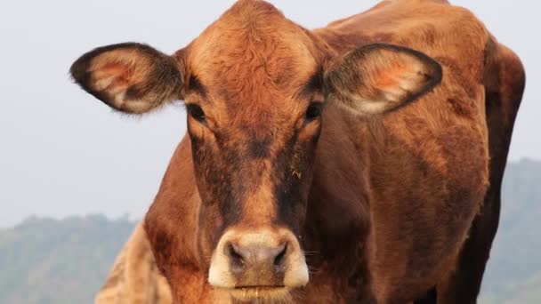 山の背景にカメラを見て牧草地で茶色の牛のクローズアップショット — ストック動画