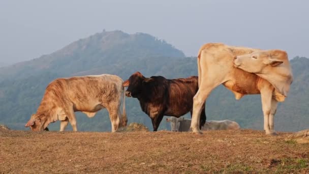 山の背景に夏の牧草地で牛の群れ 山の牧草地で秋の朝に白い牛と茶色の牛の放牧の群れ — ストック動画