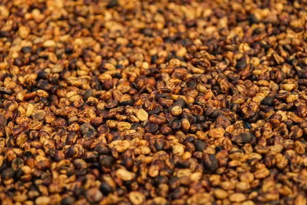 Background of bulk drying of coffee beans under sunlight. The natural drying of the coffee beans by the honey process, removed bulb and remaining sweet for dry. Selective focus.
