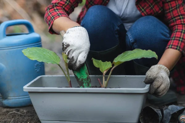 stock image Woman's hands transplanting plant from a bag of seedlings to a new pot. Female gardener planting seedlings in pots with soil. Gardening and growing vegetables at home.