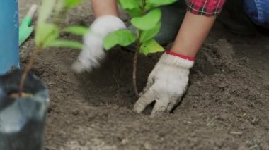 Kadının elleri bir torba fidandan yeni bir çömleğe bitki naklediyor. Kadın bahçıvan, toprak dolu çömleklere fidanlar ekiyor. Bahçecilik ve evde sebze yetiştirme..