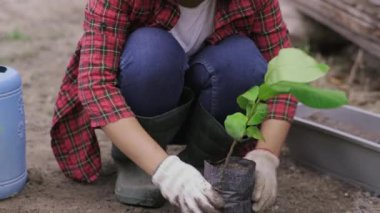 Kadının elleri bir torba fidandan yeni bir çömleğe bitki naklediyor. Kadın bahçıvan, toprak dolu çömleklere fidanlar ekiyor. Bahçecilik ve evde sebze yetiştirme..