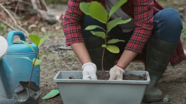 Ręce Kobiety Przeszczepiają Roślinę Torby Sadzonek Nowego Garnka Samica Ogrodnika — Wideo stockowe