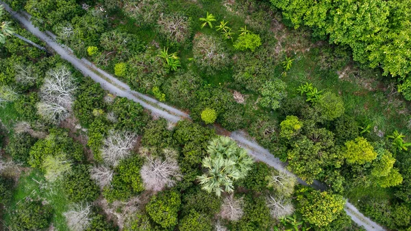 Aerial View Summer Forest Drone Shoot Mixed Forest Green Deciduous — стоковое фото