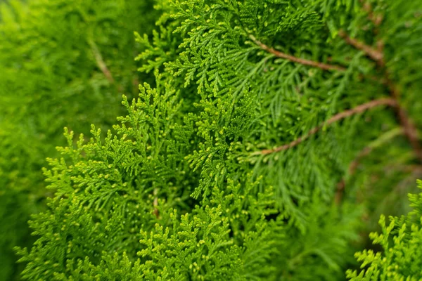 stock image Closeup of cypress tree branch in the hedge in garden. Green leaves background, fresh summer cypress leaves. Texture of Pine branch.