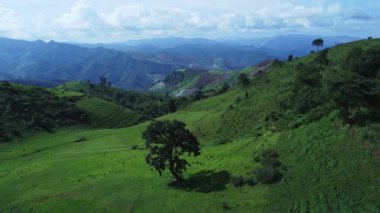 Yeşil çayırdaki bir grup ineğin hava görüntüsü. Otlakta otlayan inek sürüsünün en üst görüntüsü..