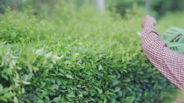 Aziatische Mannelijke Tuinman Snoeien Bomen Met Elektrische Cutter Tuin Moderne — Stockvideo
