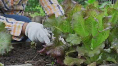 Genç Asyalı kadın çiftçi organik bahçe sebzelerinde çalışıyor. Bahçeden taze marul toplayan bir kadın. Bahçede yetişen kıvırcık yeşil marul yaprakları..