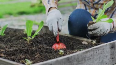 Genç Asyalı kadın çiftçi organik bahçe sebzelerinde çalışıyor. Bahçeden taze marul toplayan bir kadın. Bahçede yetişen kıvırcık yeşil marul yaprakları..