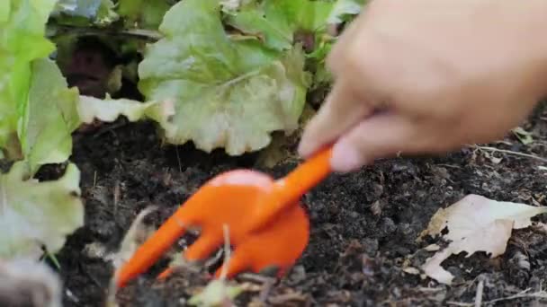 Mladá Asijka Farmářka Pracující Ekologické Zahradní Zelenině Žena Sbírající Čerstvý — Stock video