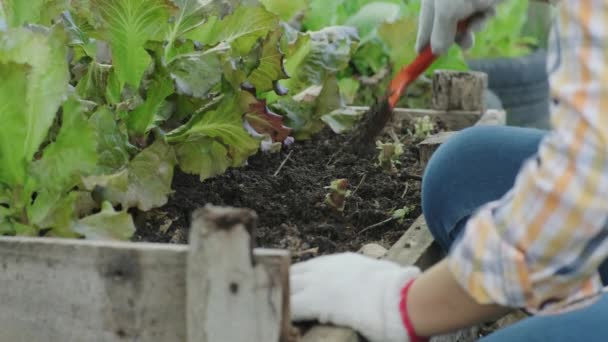 若いアジア人女性農家が有機野菜を扱っている 庭で新鮮なレタスを拾った女性 庭で育つ緑のレタスのカーリーグリーンの葉 — ストック動画