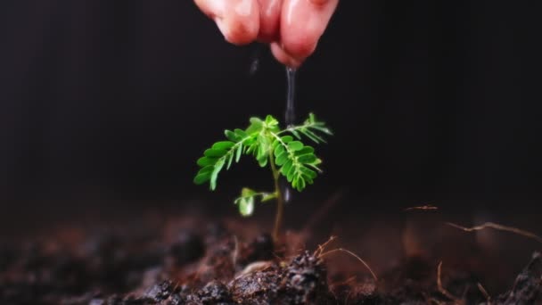 地面に生育する水処理プラント 新しいライフケア 黒い背景に若い植物を散水 木を植え世界を救うというコンセプト — ストック動画