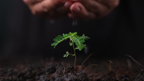 Ręczne Podlewanie Roślin Rosnących Ziemi Nowa Opieka Podlewanie Młodych Roślin — Wideo stockowe