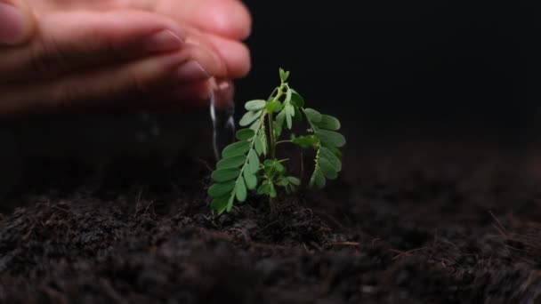 Mão Regando Plantas Que Crescem Chão Novos Cuidados Com Vida — Vídeo de Stock