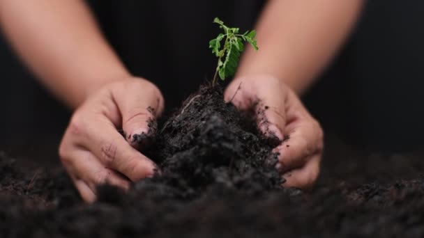 Handen Met Jonge Groene Plant Kleine Planten Grond Het Voorjaar — Stockvideo