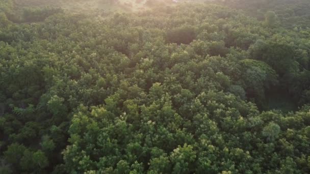 Flygfoto Tropisk Skog Och Fält Med Dimma Tidigt Morgonen Färgglada — Stockvideo