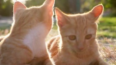 Küçük bir kedi yavrusu yeşil çimlerin üzerinde oturuyor. Küçük bir kedi yavrusu gün ışığında dışarıda çimlerde koşar. Evcil hayvanlar. Evdeki sevimli komik kedi..