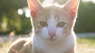 Küçük bir kedi yavrusu yeşil çimlerin üzerinde oturuyor. Küçük bir kedi yavrusu gün ışığında dışarıda çimlerde koşar. Evcil hayvanlar. Evdeki sevimli komik kedi..