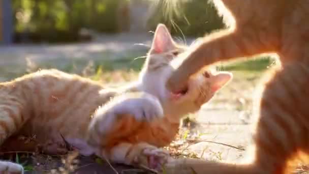 Een Klein Katje Zit Het Groene Gras Het Zonlicht Loopt — Stockvideo