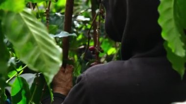 Kahve tarlasında çiğ ve olgun Arabika kahve çekirdekleri. Olgun kahve çekirdekleri, organik yetişmiş Arap kahve ağaçlarından..