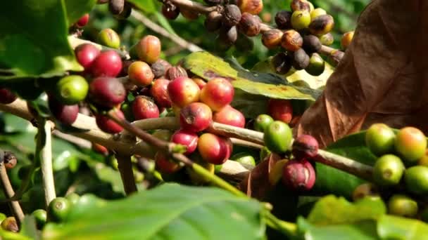 Kahve Tarlasında Çiğ Olgun Arabika Kahve Çekirdekleri Olgun Kahve Çekirdekleri — Stok video