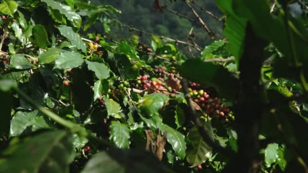 Gli Agricoltori Raccolgono Chicchi Caffè Maturi Alberi Caffè Arabica Coltivati — Video Stock